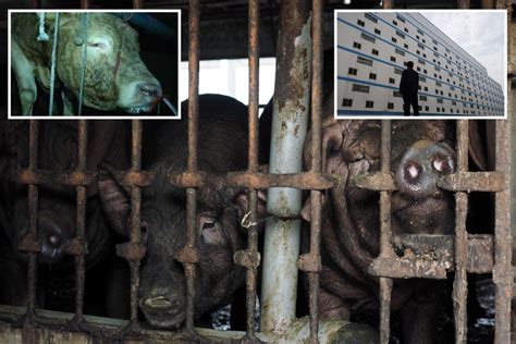 How Chinas Horrific 13 Storey ‘hog Hotels Risk New Swine Flu Pandemic