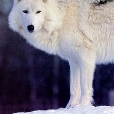 Северный Волк - YouTube