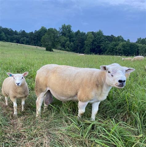 Introduction To Sheep Breeds Cornell Small Farms