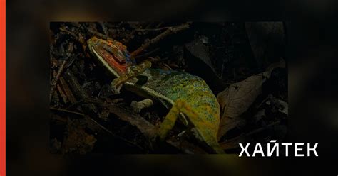 Последние кадры жизни хамелеона попали на видео: раньше ученые такого ...