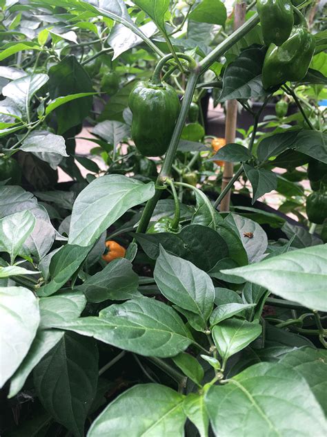 Hot Pepper Habanero Orange Seeds Heirloom Seeds Canada