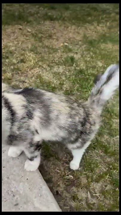 Котенок Белла после операции в Казахстане - YouTube