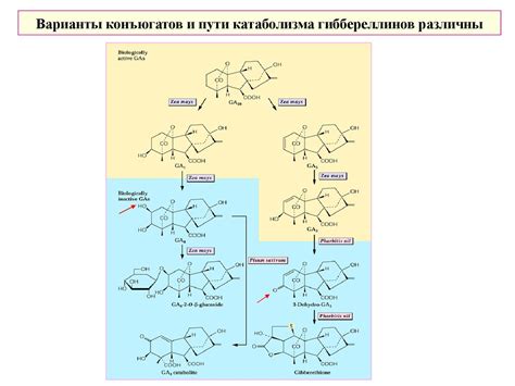 Особенности роста и развития растений - презентация онлайн