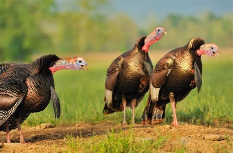 Gobbling Activity of Eastern Wild Turkeys Relative to Male Movements ...