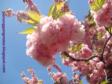 Penunggang Masa: Hujan Sakura aka Sakura no Ame aka Sakura Rain