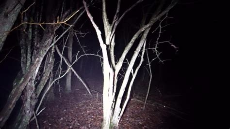 Monster Woods Stock Video Footage 4k And Hd Video Clips Shutterstock