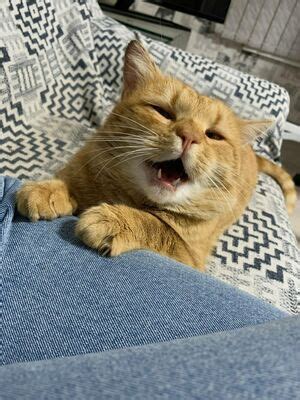 Suzanna De Rose Leaked Nude Photos And Videos