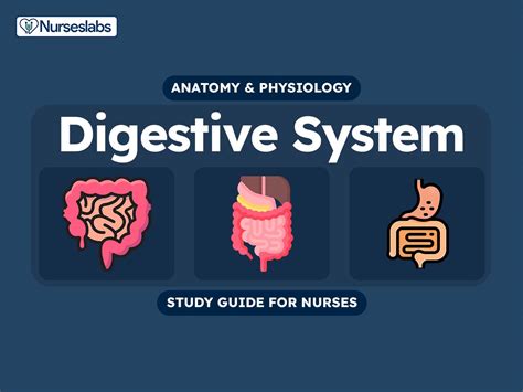 Digestive System Anatomy And Physiology Nurseslabs