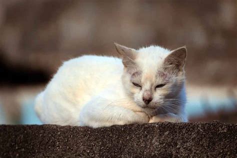 How To Tell If Your Cat Is Sick Signs To Look For Cat Bytes