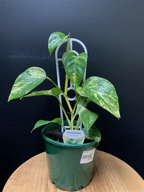 EPIPREMNUM AUREUM Devils Ivy Ladder 14CM Echuca Moama Plant Farm