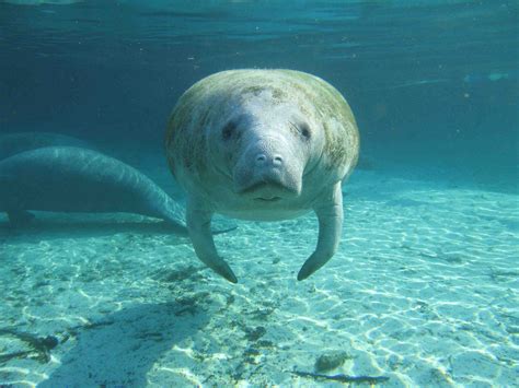 15 Cool Facts About Manatees