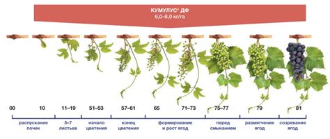 Кумулус ДФ фунгицид | описание препарата, нормы применения, стоимость