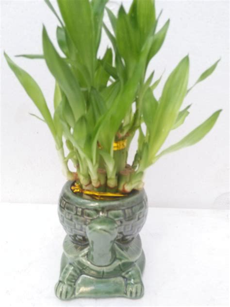 Amazon.com : jm bamboo-Lucky Bamboo - indoor house plant bring good