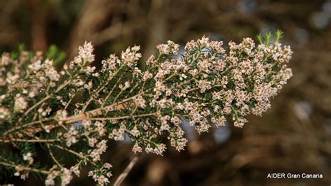 Brezo - Atlas Rural de Gran Canaria
