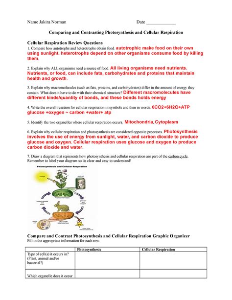 Key Photosynthesisrespirationreviewworksheetdoc