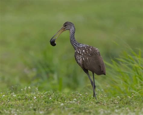 Carrão Service - Datos de Carrao, dieta, hábitat e imágenes en Animalia.bio