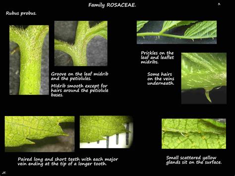 Rubus Probus Botany Brisbane