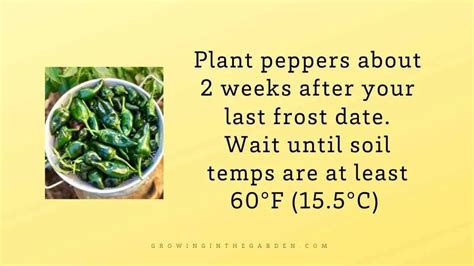 How To Grow Peppers Growing Peppers Growing In The Garden