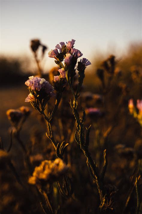 San Diego – Salich