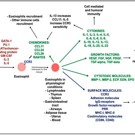 Eosinophil Functions In Physiological Conditions Eosinophils Download Scientific Diagram