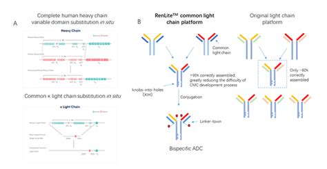 Bispecific Adcbiocytogen Pharmaceuticals Beijing Co Ltdadc