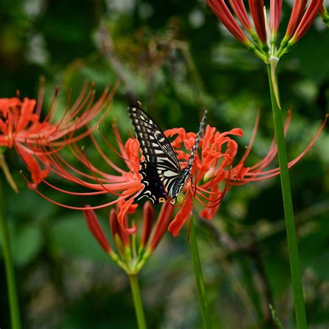 Spider Lily Flower Bulbs Lycoris American Meadows