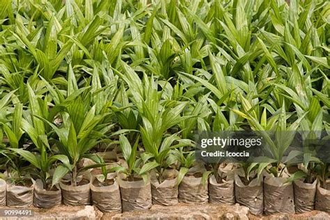 oil palm seedlings stock  high res pictures  images