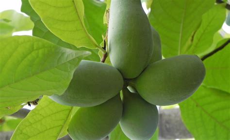 Азимина банановое дерево - 68 фото