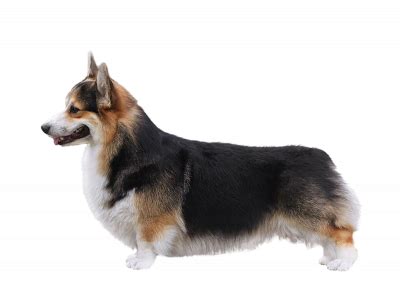 Калининград. Калининградская область. Каталог питомников собак породы ...