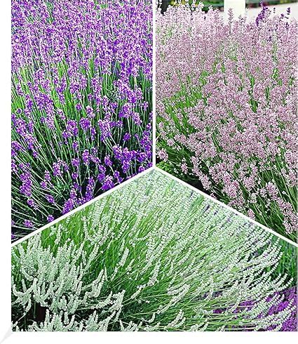 BALDUR Garten Winterharte Stauden Lavendel Sortiment 9 Pflanzen Blau