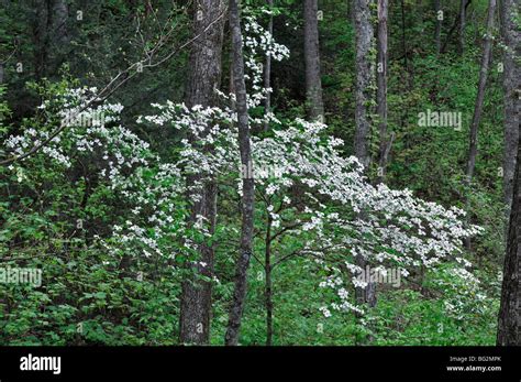 Appalachian Mountain Flora White Dogwood Tree Flowering Spring Greenery