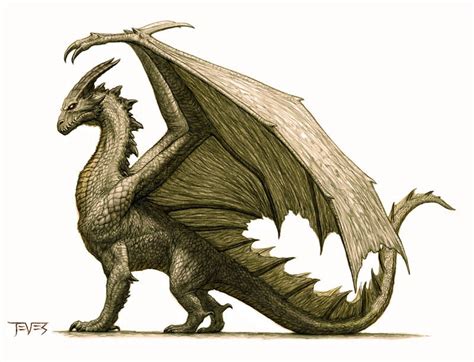 Dragon Anatomy Diagram | Quizlet