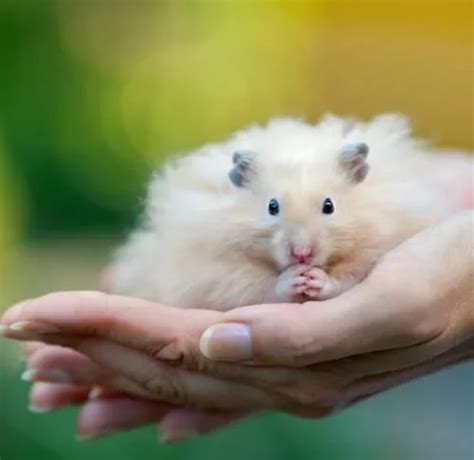 What Colour Is My Hamster The Hamster Forum