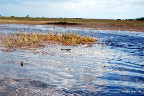 Miccosukee Indian Village, Everglades | Miccosukee, Indian village ...