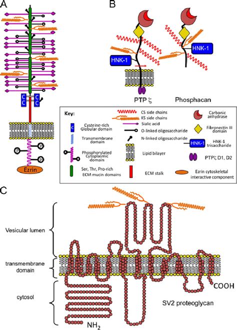 Schematic Depictions Of Cell Associated KS Proteoglycans Podocalyxcin