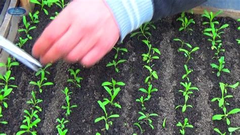 ГВОЗДИКА. КАК НАЧАТЬ ФОРМИРОВАНИЕ КРАСИВОГО КУСТА ГВОЗДИКИ. | Растения ...