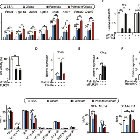 Palmitate Caused Cardiomyocyte Death In A Dose Dependent Manner