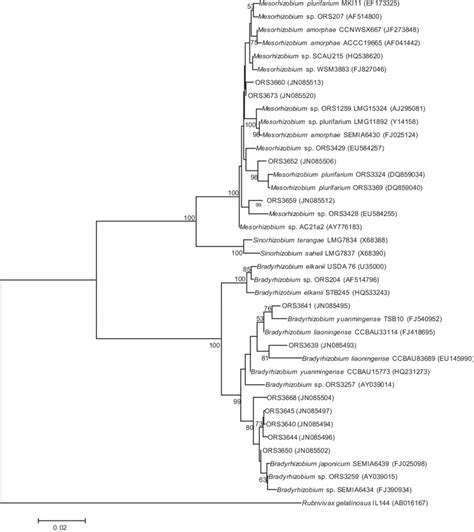 Phylogenetic tree based on partial sequences of the 16S rRNA gene for ...