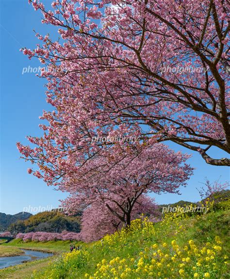 南伊豆 青野川沿いの河津桜と菜の花 写真素材 5491030 フォトライブラリー Photolibrary