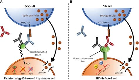 Comparison Of Adcc Using Target Cells Coated With Hiv Envelope Gp120