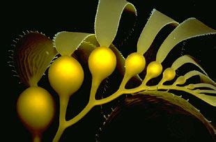 Kelp | brown algae | Britannica.com