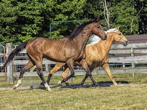 Tennessee Walker im Rasseportrait - Tieranzeigen.at