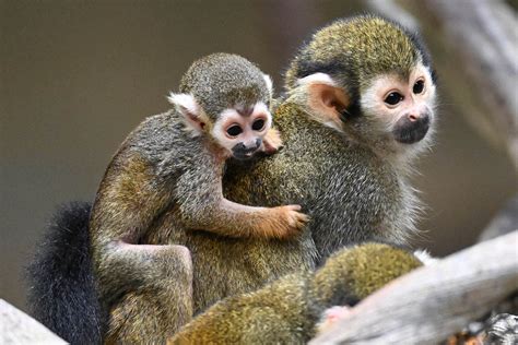 Baby Squirrel Monkeys