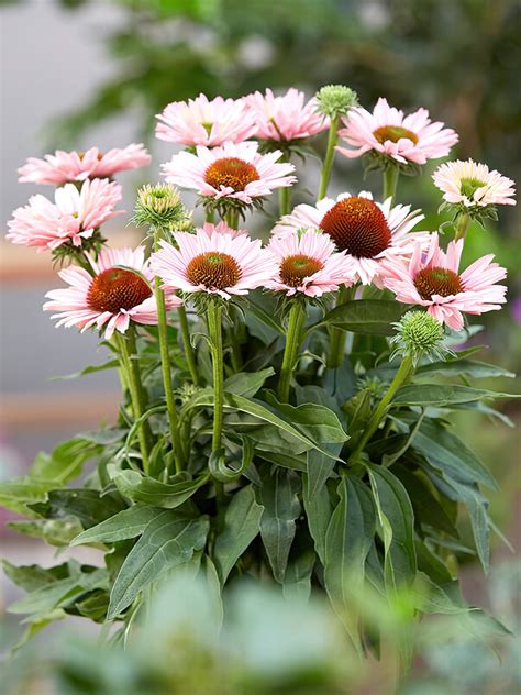 Echinacea Sunseeker Salmon Coneflower Dutchgrown™ Uk