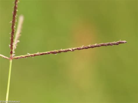 Cynodon Dactylon • Floravegeu