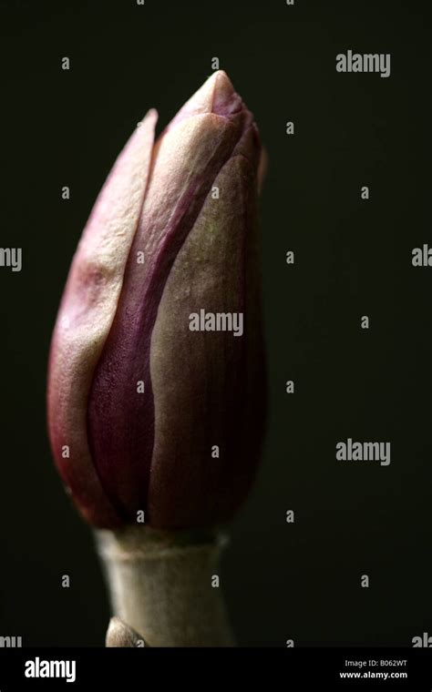 Magnolia Flower Magnolia X Soulangea Stock Photo Alamy