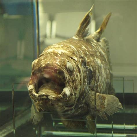 The Coelacanth The Gigantic Prehistoric Fish That S Still Alive Today