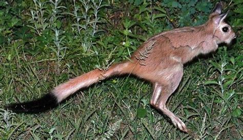 Animais Com Duas Patas