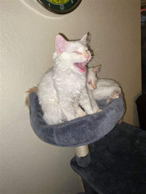 Ivory and Milky 😱 flame point balinese : r/Flamepoints