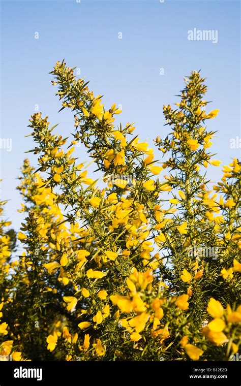 Yellow Gorse Bushes Growing On Burton Common Doset Uk Spring Ulex